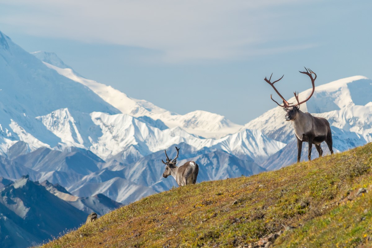 2-caribou-denali-national-park-alaska