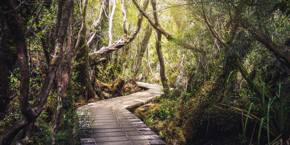 Sendero El Tepual in forest of Chiloé National Park , Chile