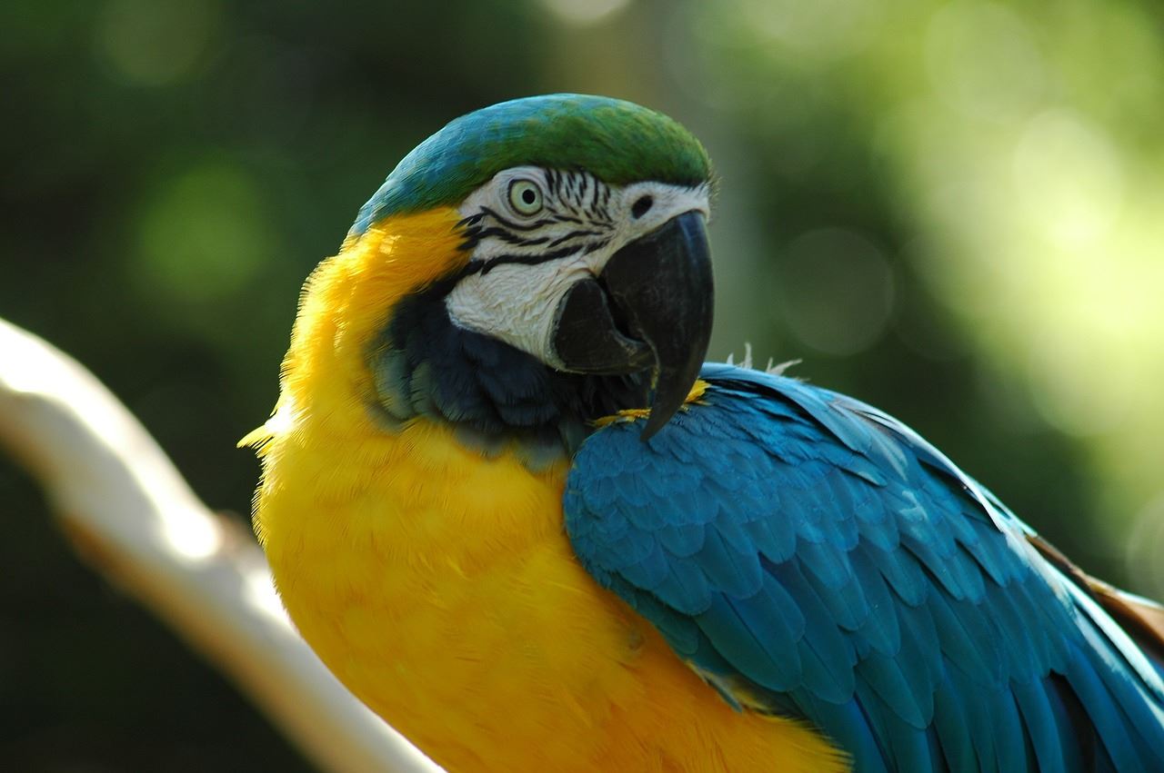 Animal-Pet-Tropical-Macaw-Parrot-Avian-Bird-1620059-1