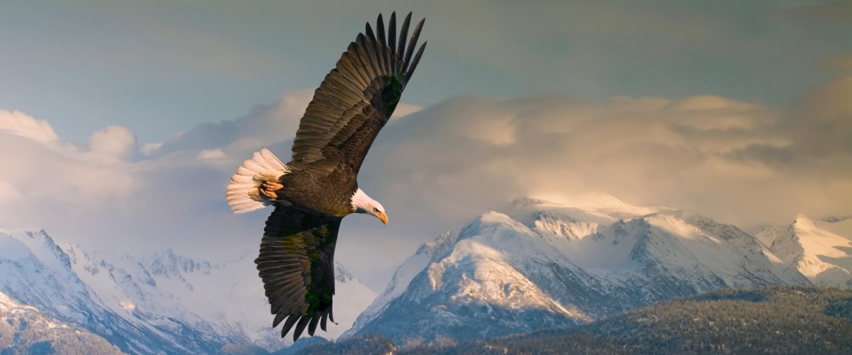 Bald eagle soaring in the sky