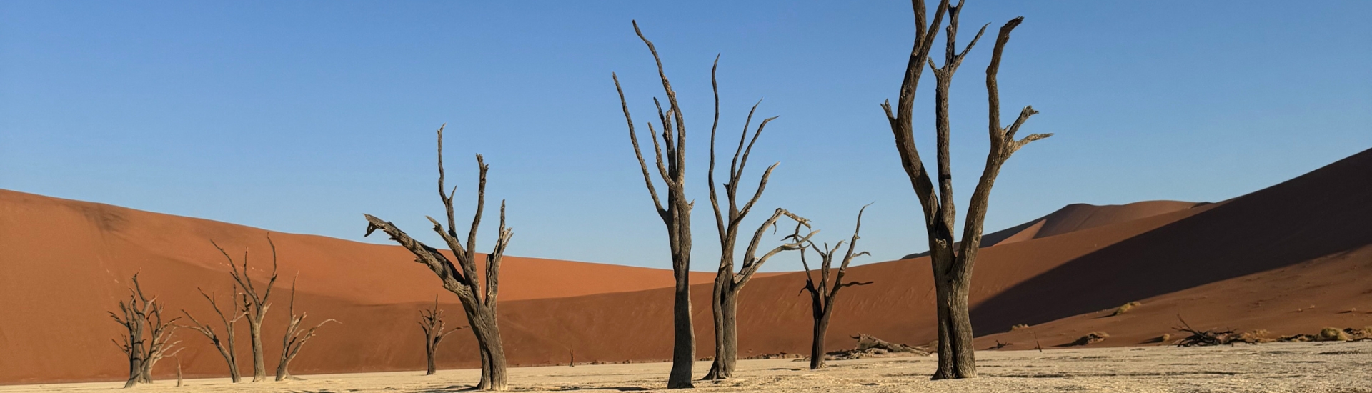 Dead trees of Sossusvlei desert in Namibia