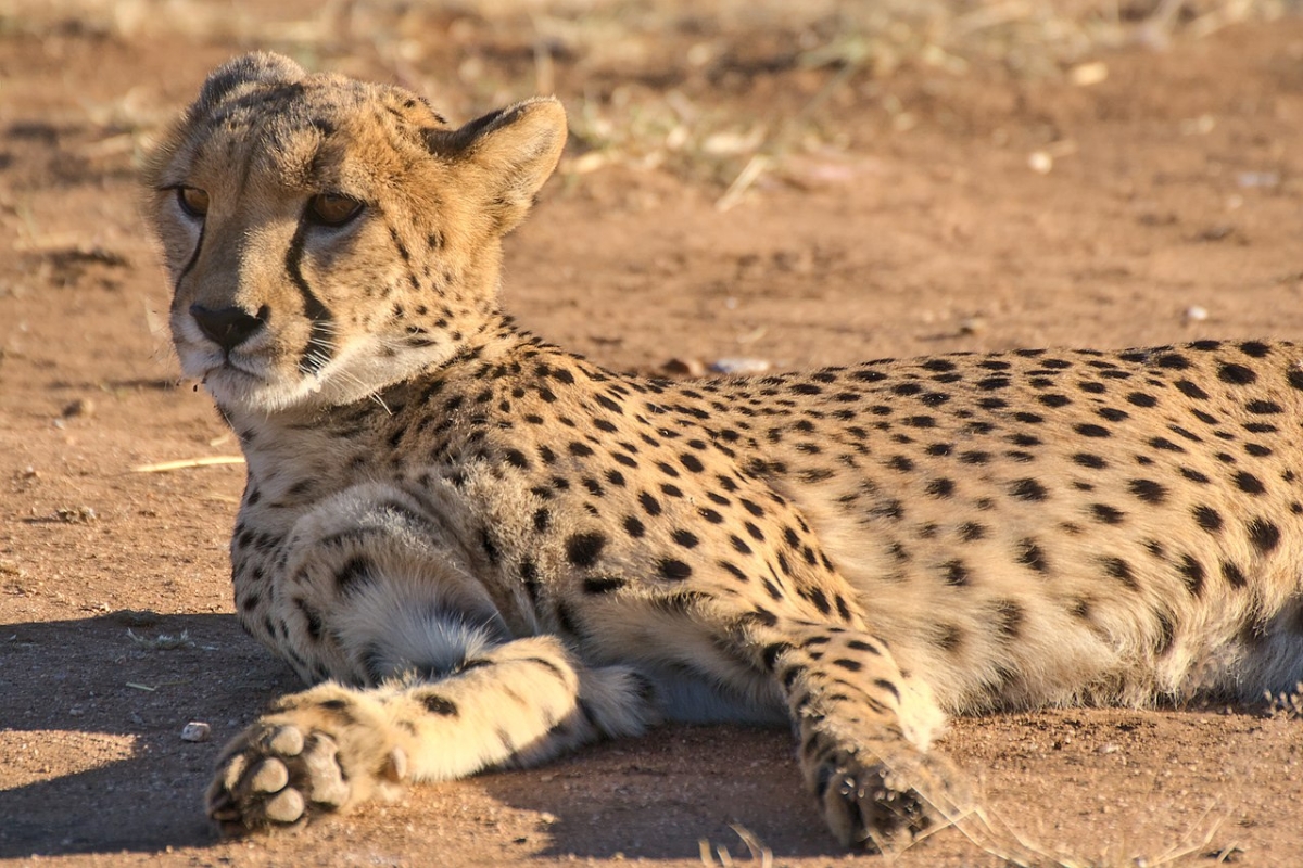 Cheetah lying down at Cheetah Conservation Fund, Otjiwarongo, Namibia