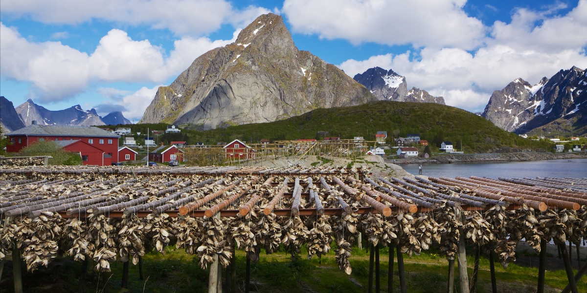 Drying Stock Fish at Lofoten Islands, Norway