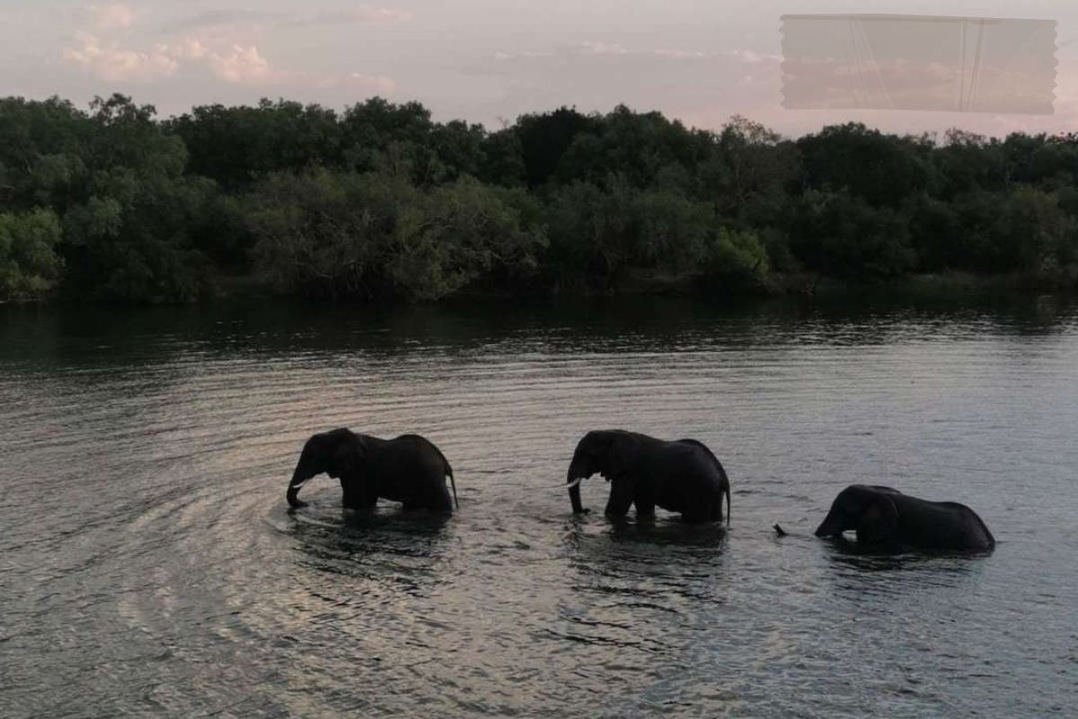 8-zambezi-river-zimbabwe-elephants