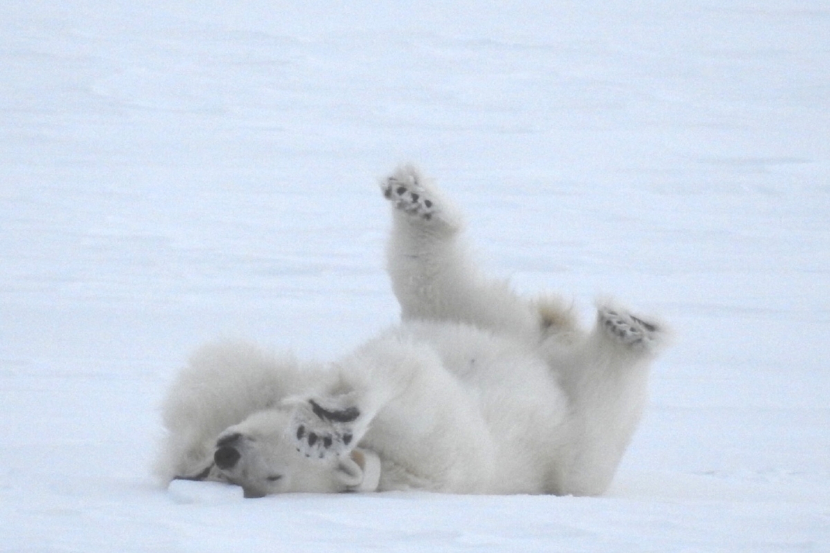 Polar bear playing, spotted on an Arctic cruise