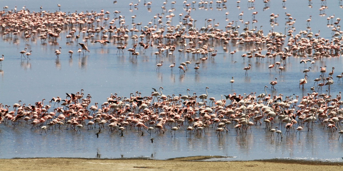 Flamboyance of flamingos in Lake Manyara, Tanzania
