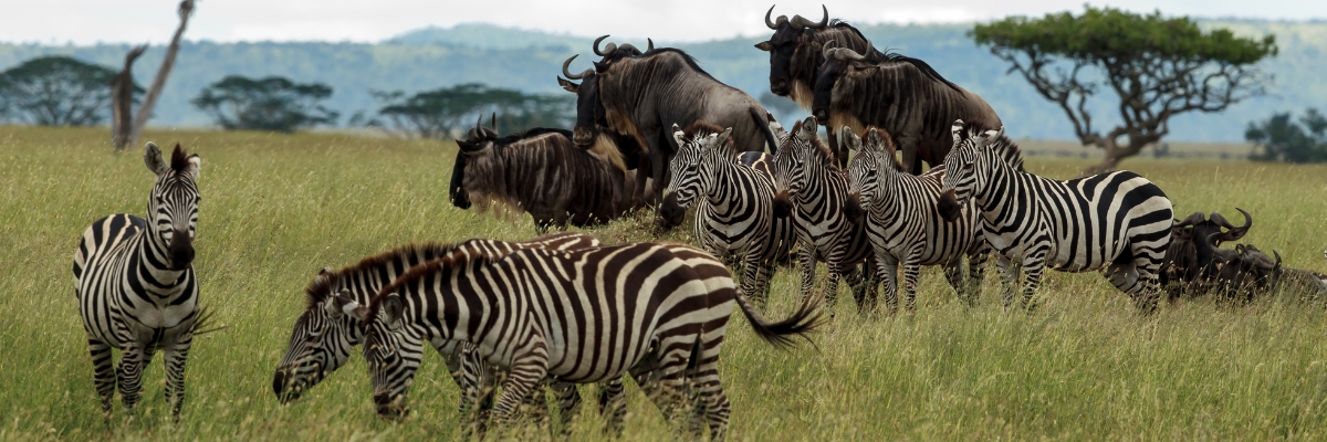 Zebras and wildebeests in Serengeti National Park, Tanzania
