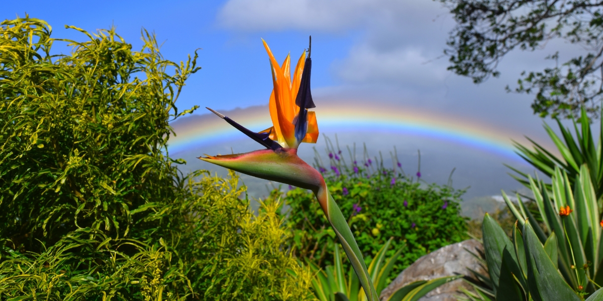 Flower gardens and rainbows of Boquete, Panama