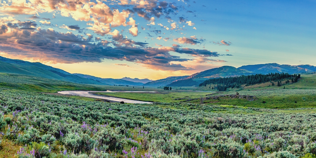 Lamar Valley River in Yellowstone National Park, Wyoming, USA