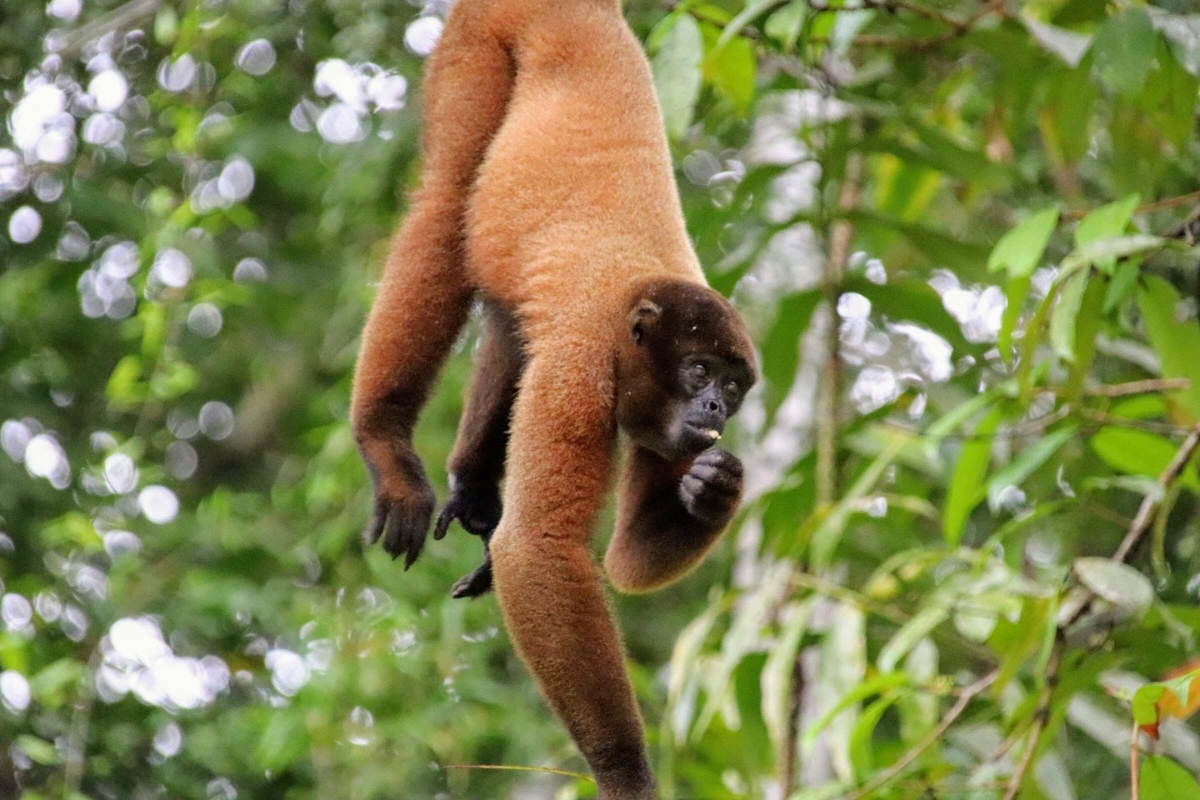 Woolly monkey in the Amazon, Colombia
