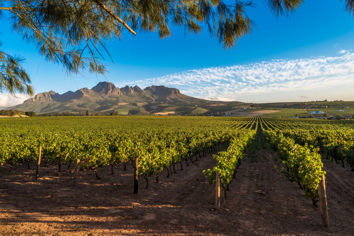 Beautiful landscape of Cape Winelands, wine growing region near Cape Town, South Africa