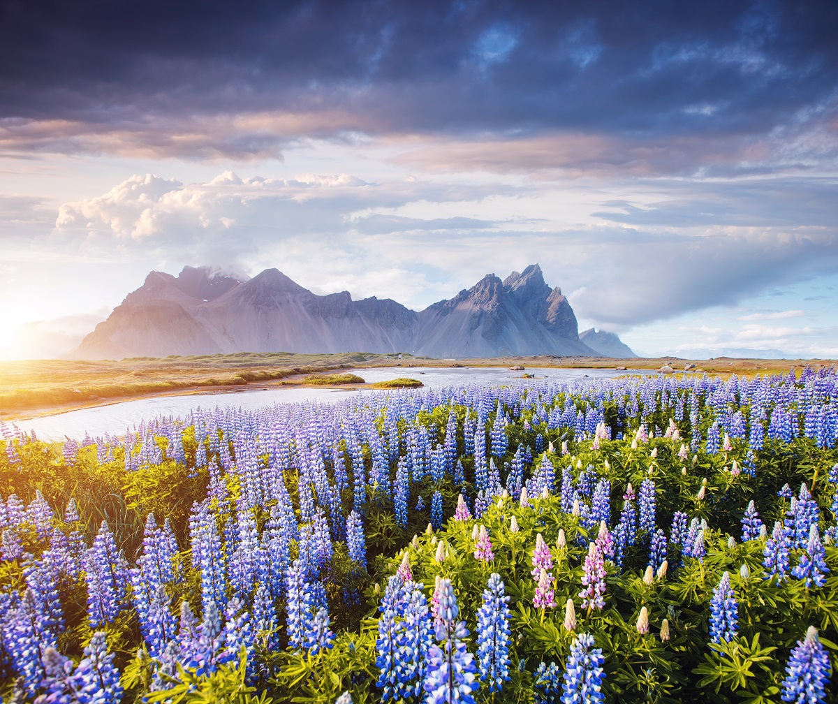 Arctic Iceland Meadow