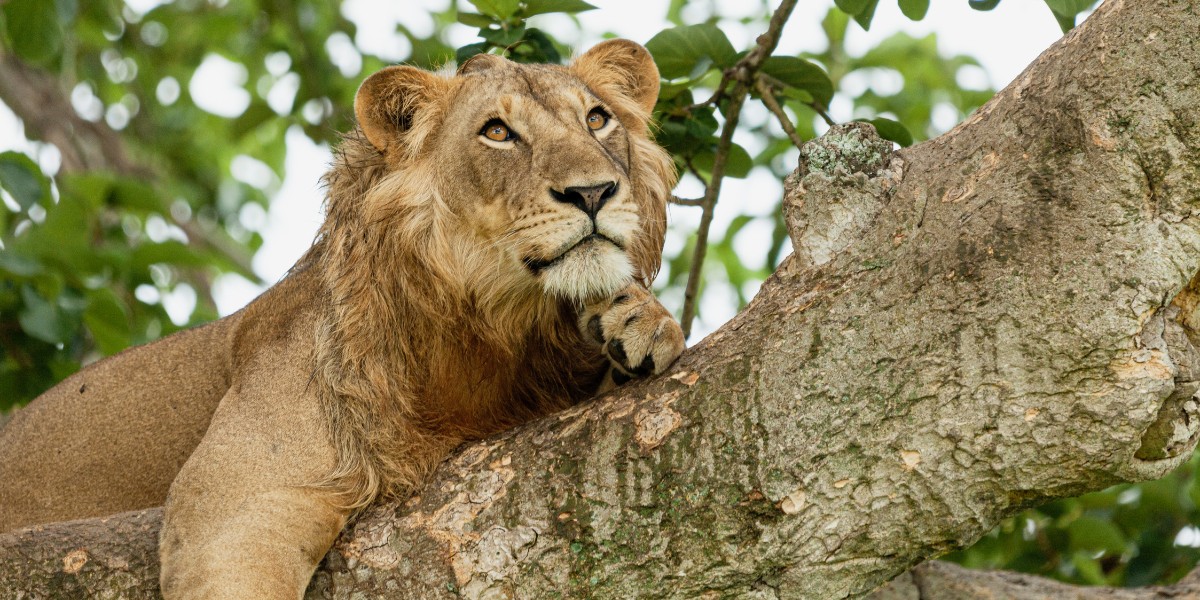 Lion Resting on a Tree in Queen Elizabeth National Park, Uganda