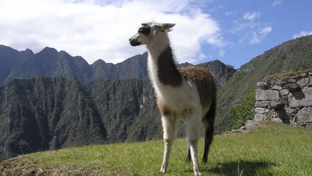 machu-picchu-llama