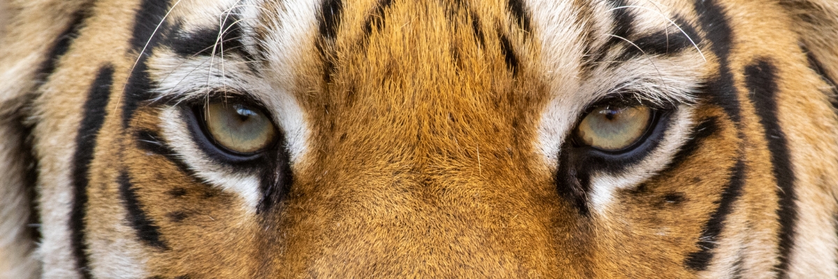 Bengal tiger eyes