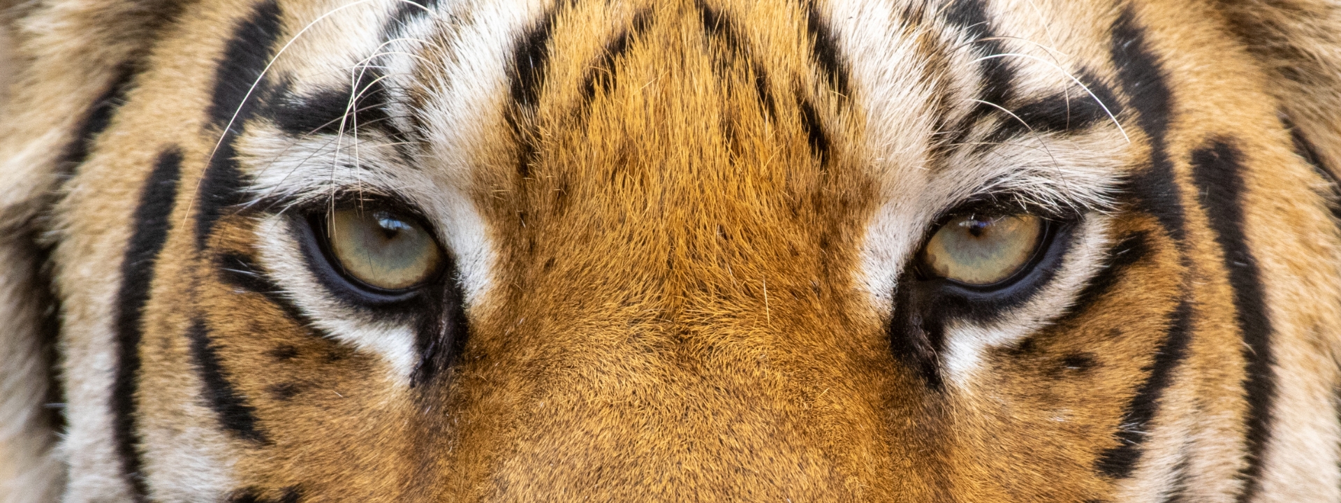 Bengal tiger eyes