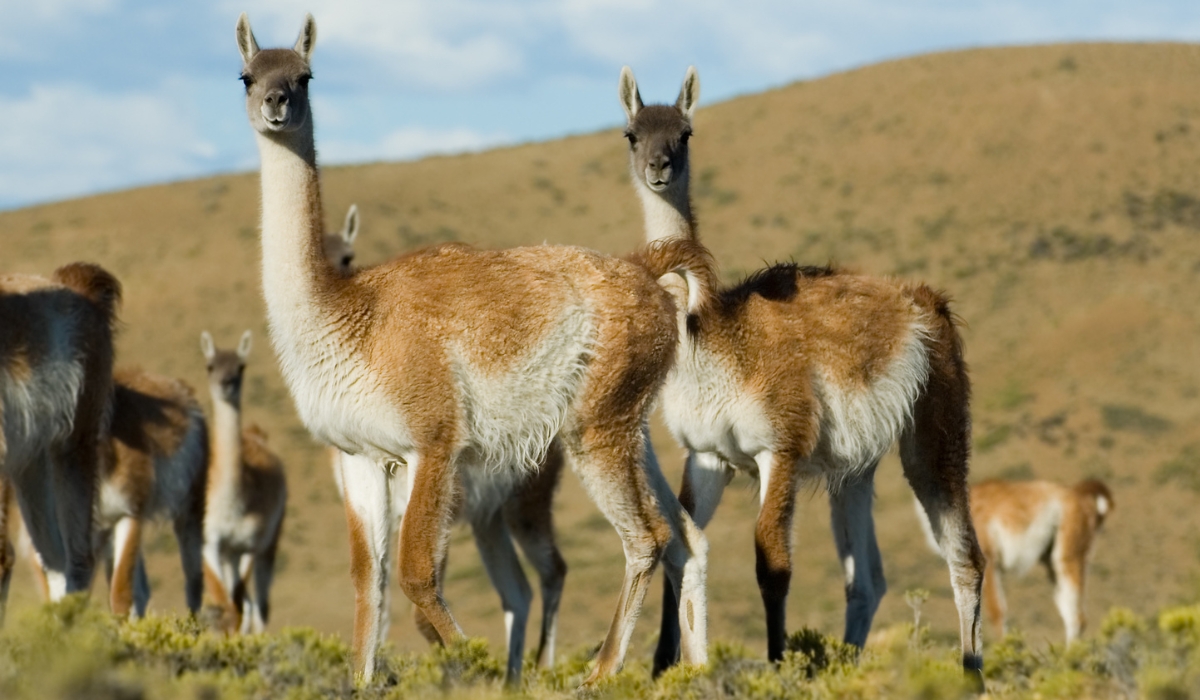 Guanacos in Patagonia, Chile