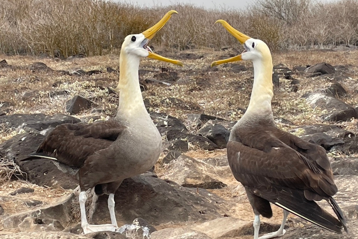 Albatross birds mating dance at the Galapagos Islands, Ecuador