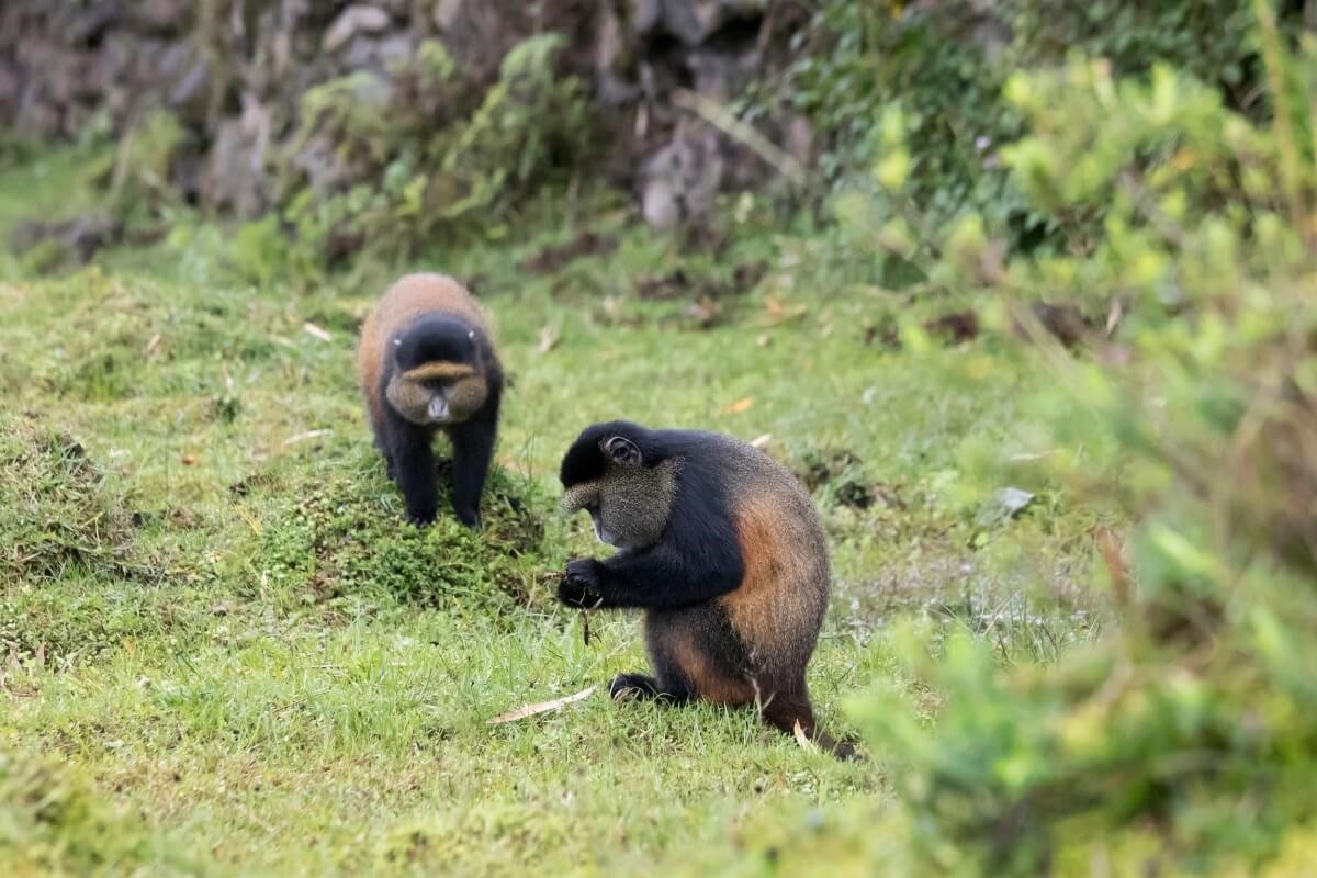 Two golden monkeys at Volcanoes National Park, Rwanda