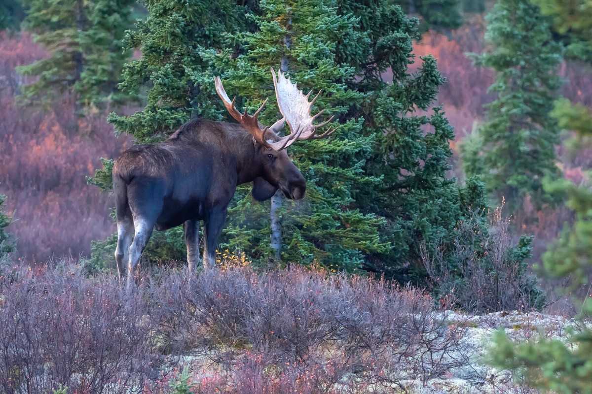 Moose in the forest of Denali National Park, Alaska