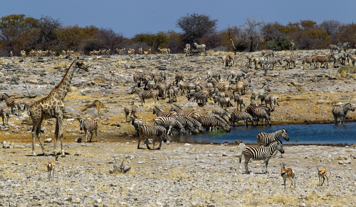 Giraffes, zebras, antelopes at Okaukuejo Waterhole in Etosha National Park, Namibia