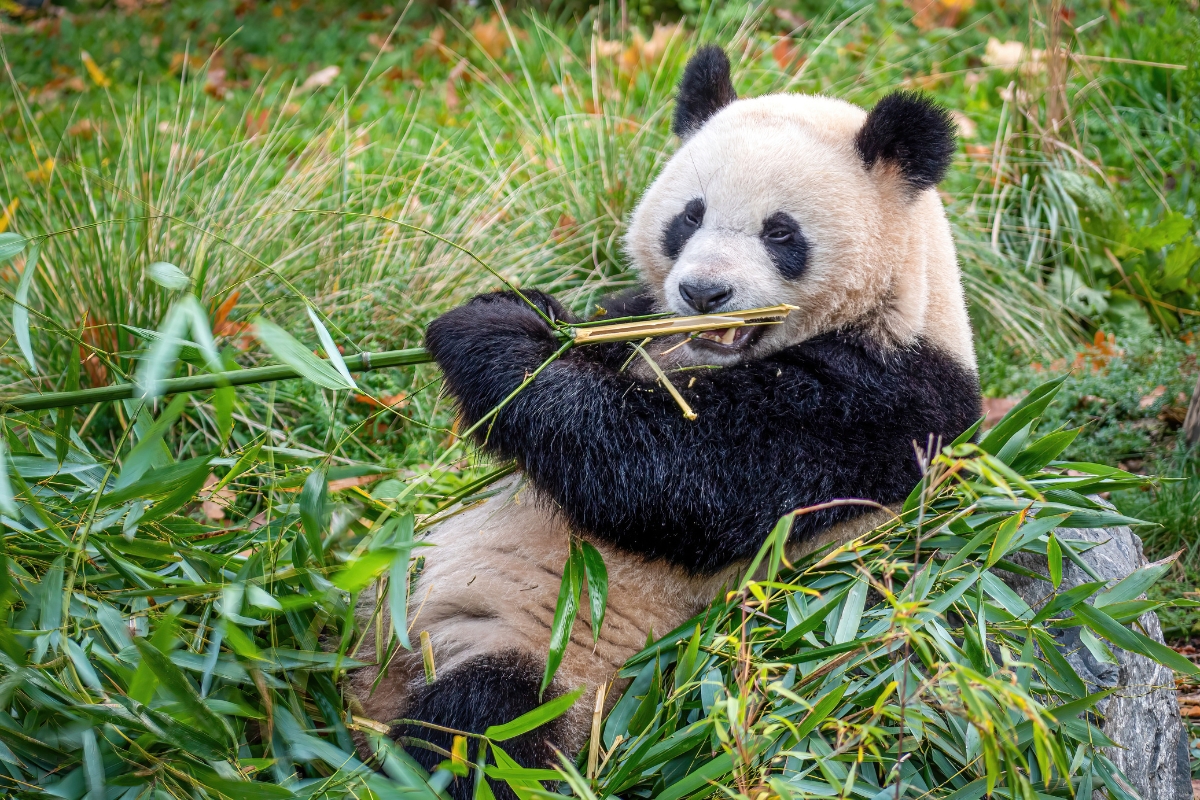 China’s famous Giant Panda.
