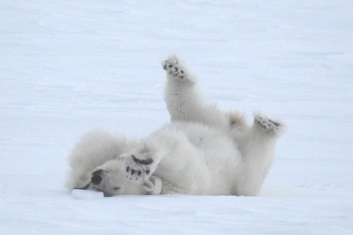 9-sa-expeditions-the-arctic-svalbard-spitsbergen-polar-bear