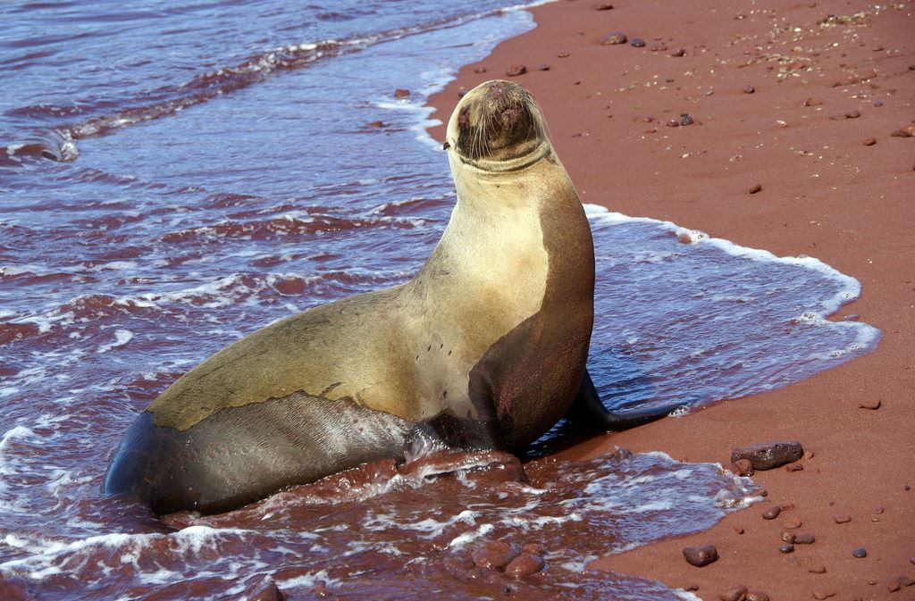 Galapagos%20Sea%20Lion