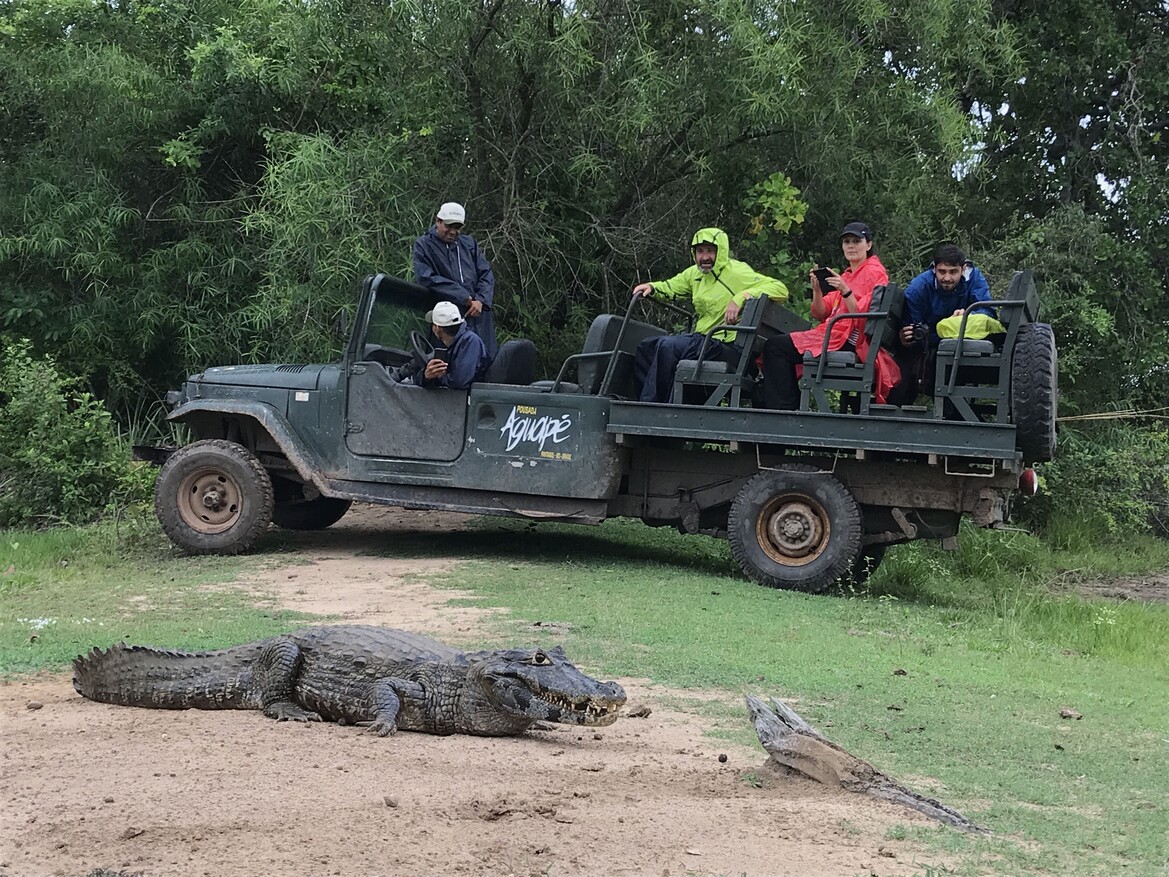 Our Chief Explorer (in the yellow jacket) enjoying some quality time with a caiman (Photo: Manoela Bernardy)