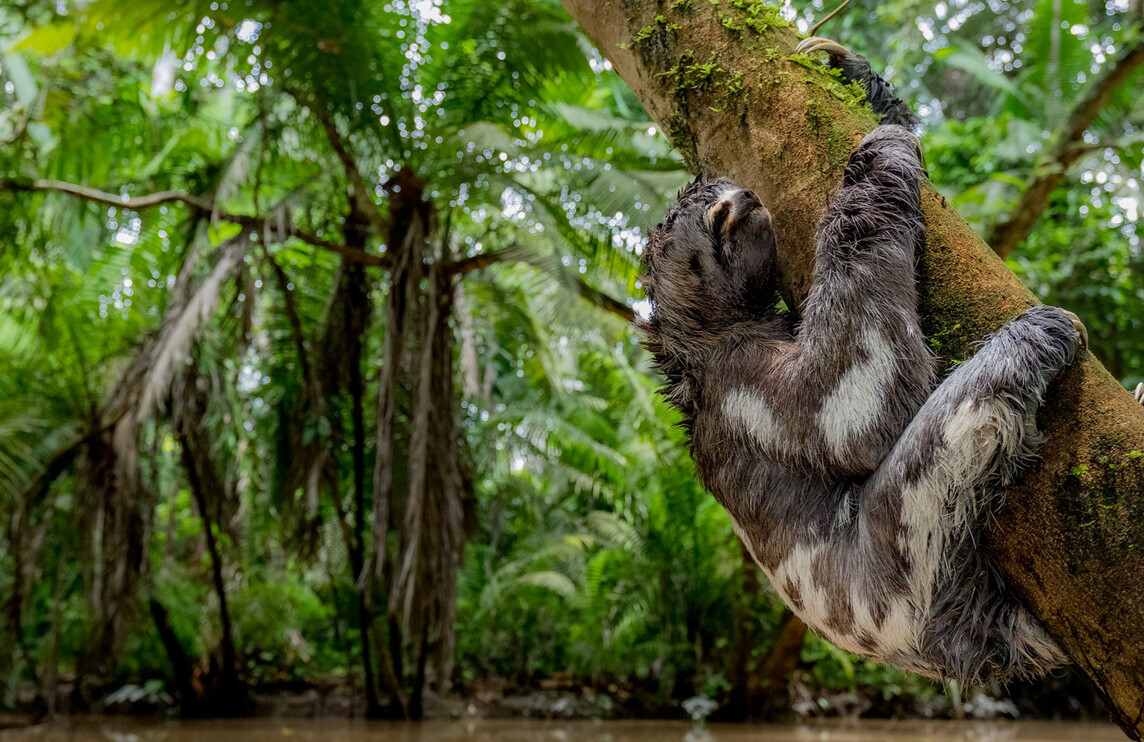 A sloth at Yasuni National Park in the Ecuadorian Amazon. (Photo: Kichwa Añangu community)