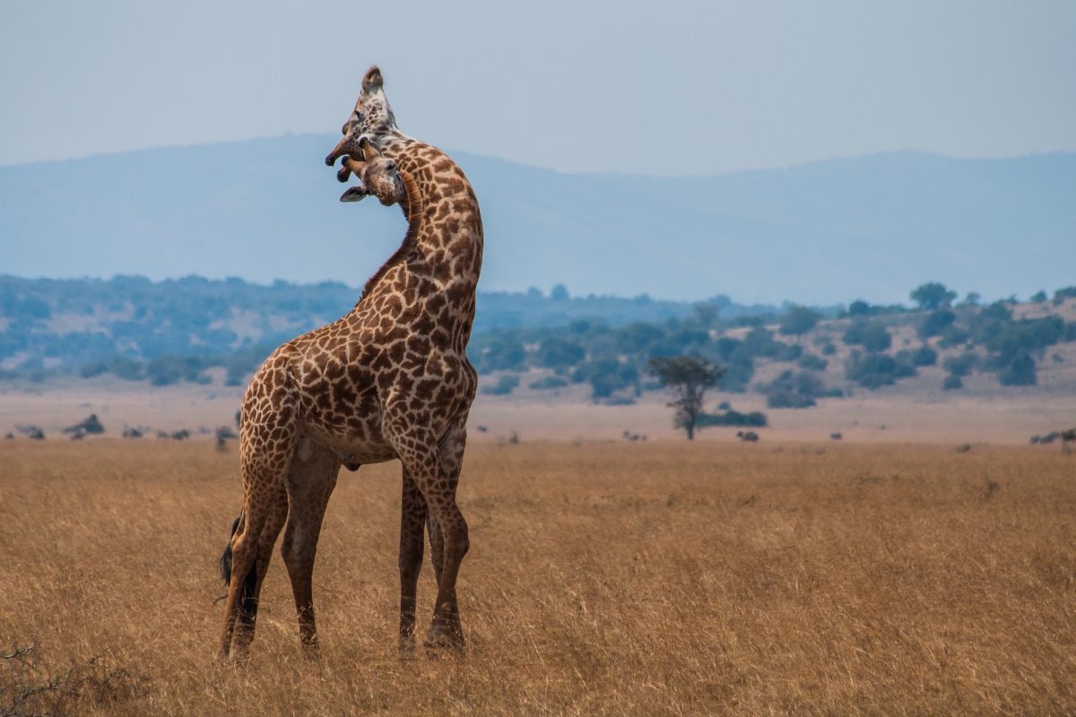 Giraffes hugging in Akagera National Park, Rwanda