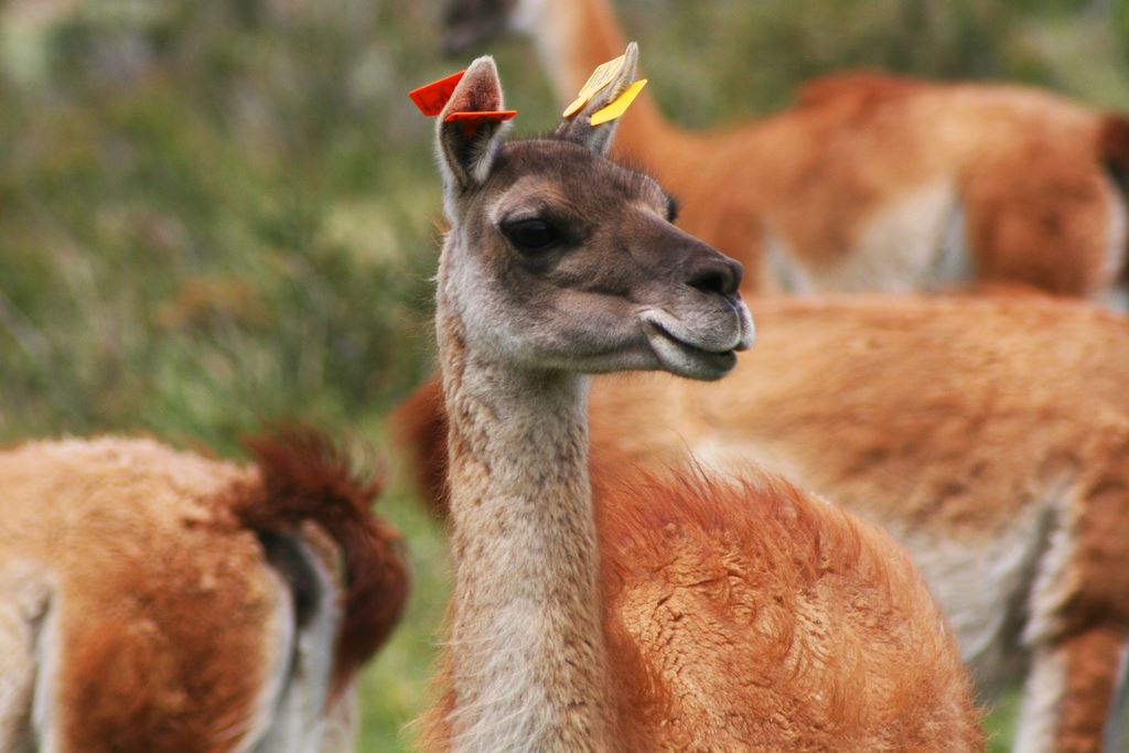 Guanaco payayita