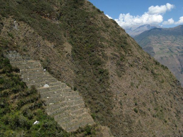 llamas-Choquequirao