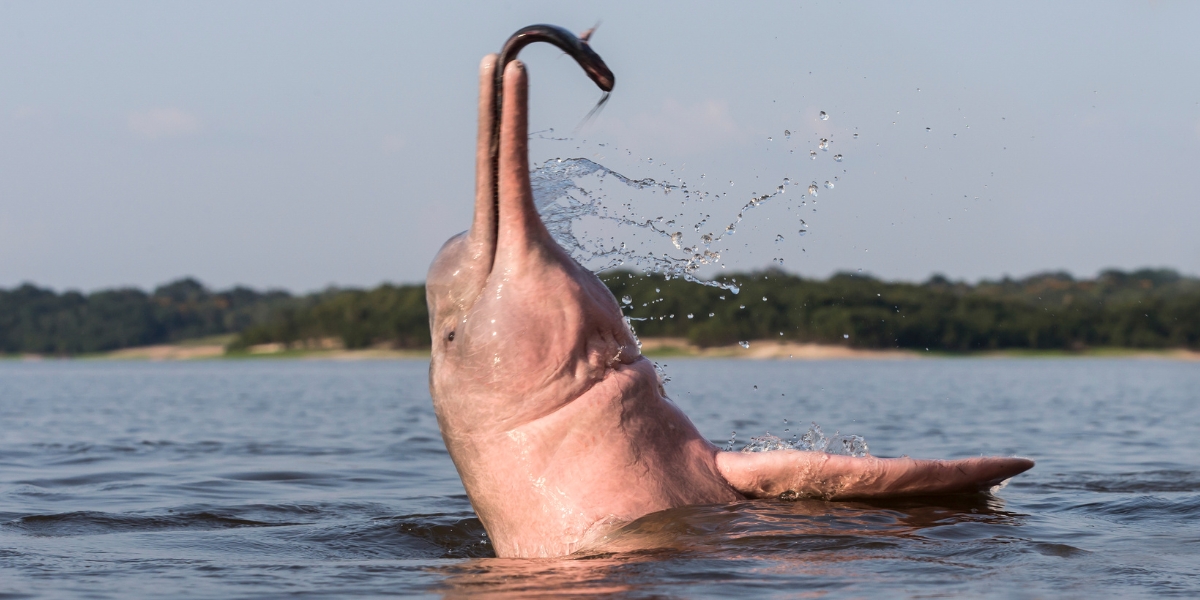 Pink dolphin in Peruvian Amazon, Peru