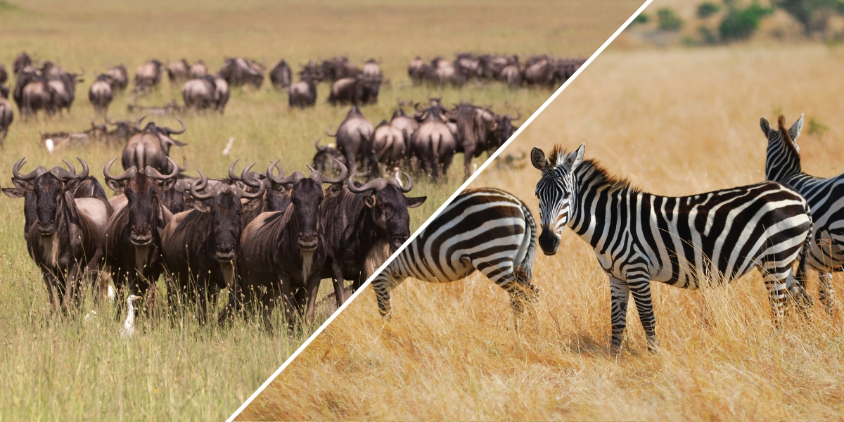 Wildebeests in Serengeti National Park, Tanzania and zebras in Maasai Mara National Reserve, Kenya
