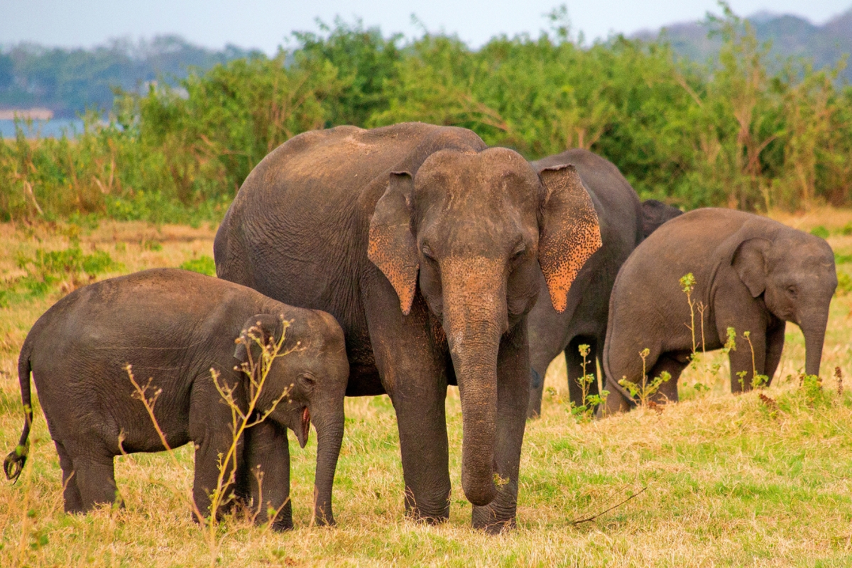 The Great Elephant Gathering in Minneriya National Park, Sri Lanka. 