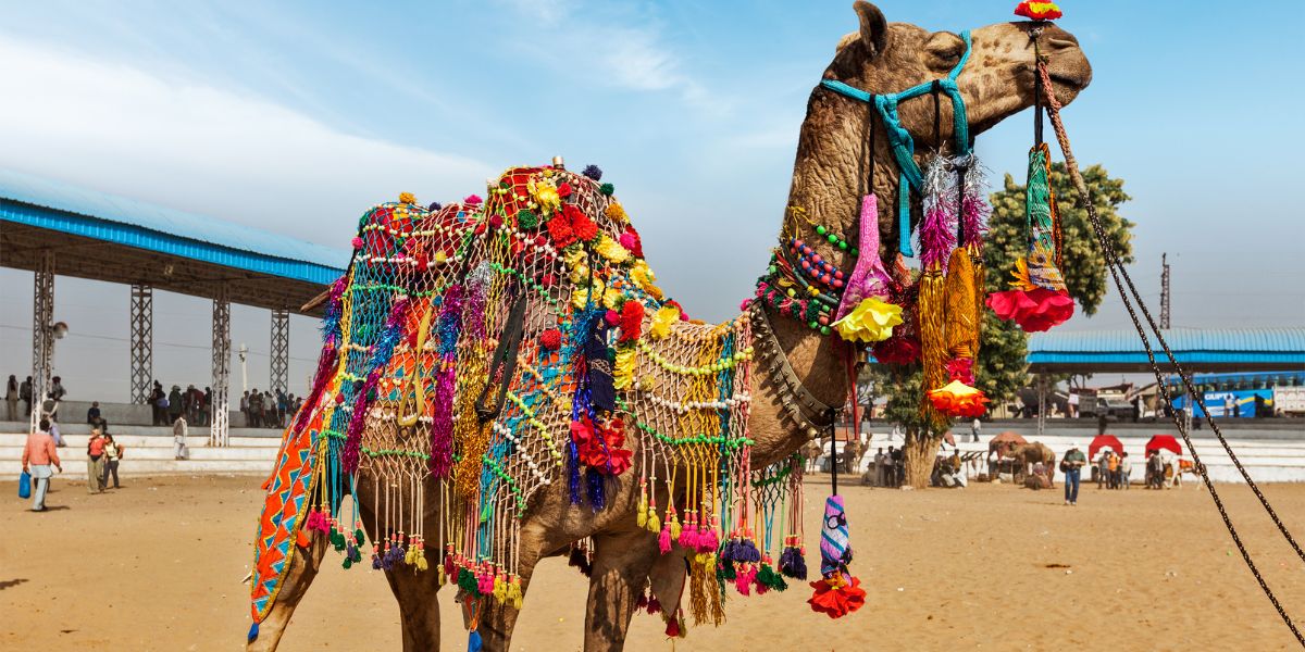 Colorful decorated Camel at Pushkar Mela, Camel Fair in Rajasthan, India