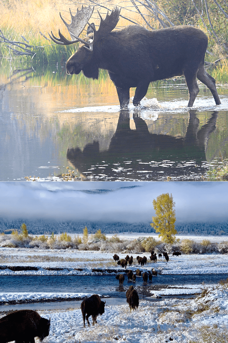 Wildlife in Yellowstone