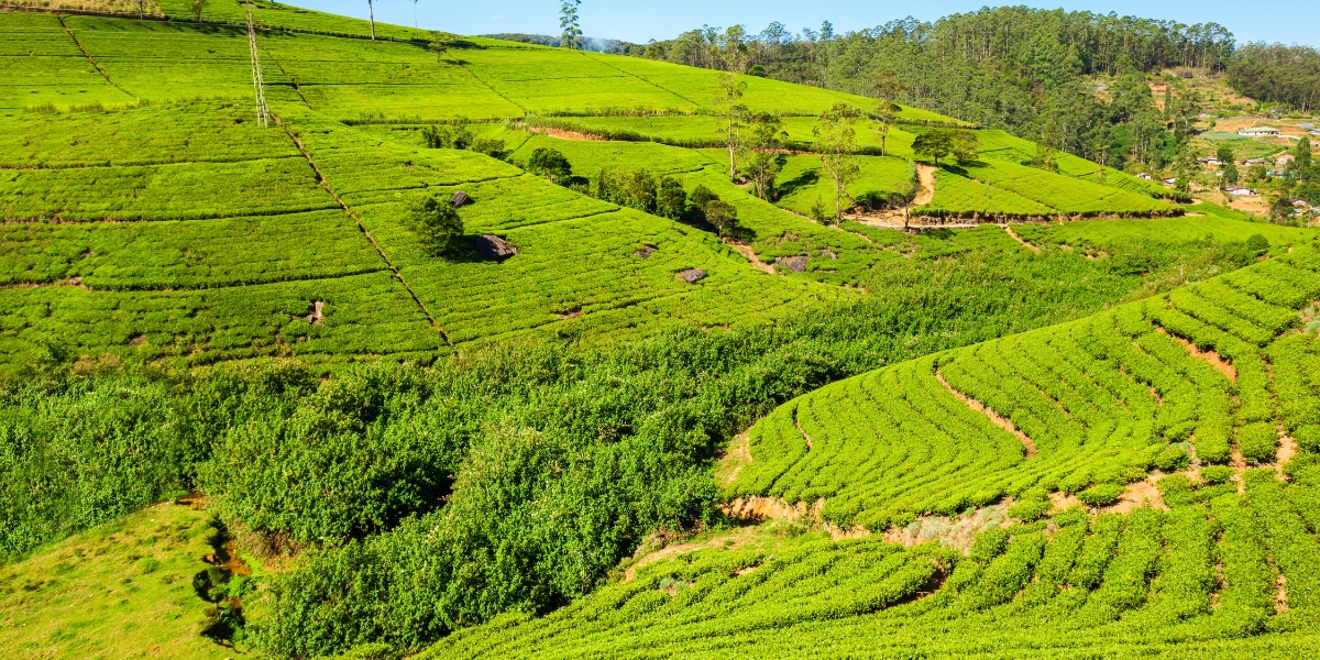 Hill of tea plantations in Nuwara Eliya, Sri Lanka