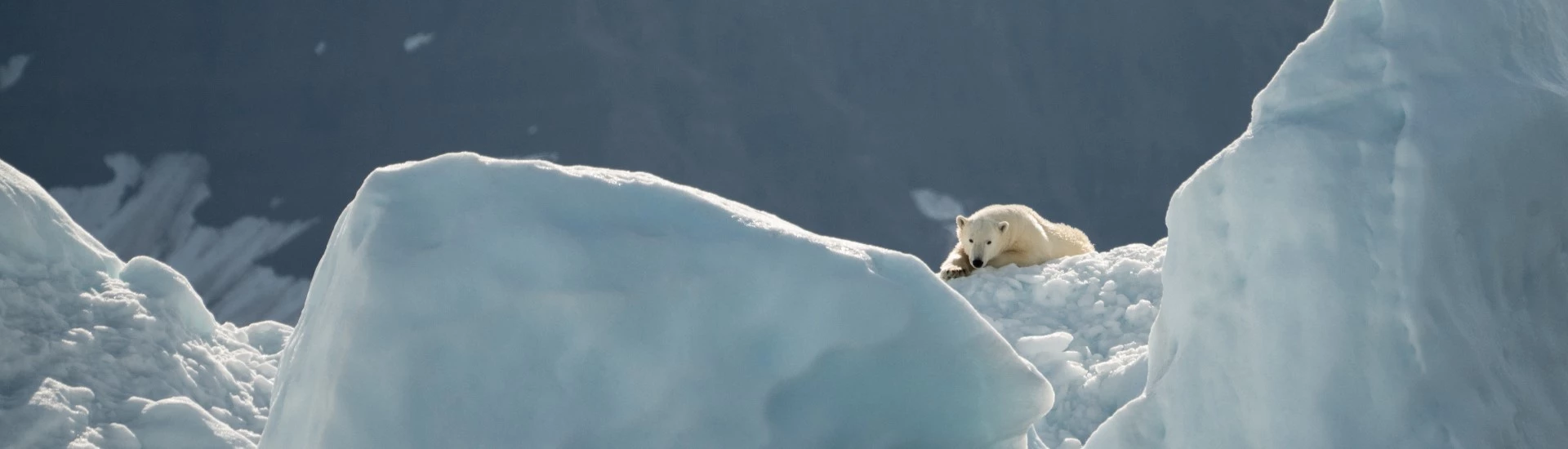 Arctic - Polar bear lying on glacier