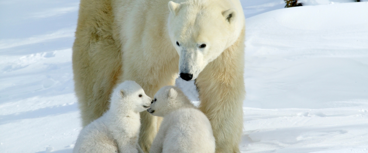 Mama polar bear with two cubs in the Arctic