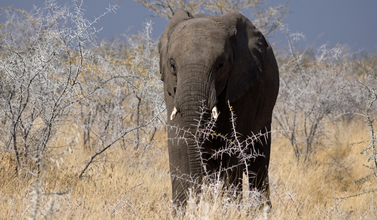 Elephant in Damaraland, Namibia