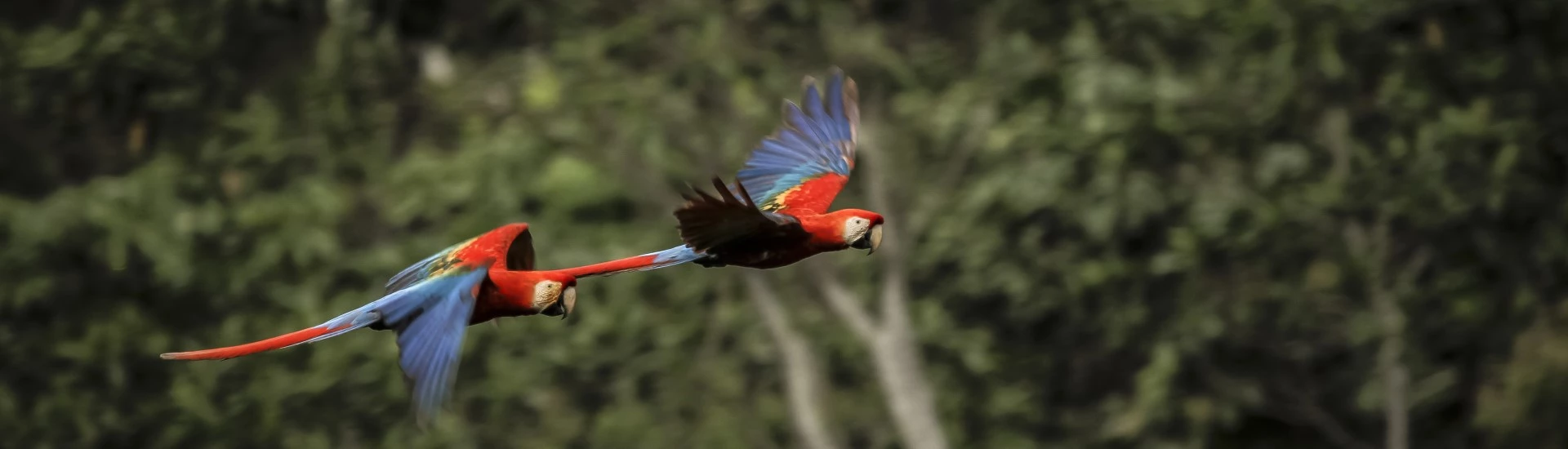 Peruvian Amazon - Two macaws flying