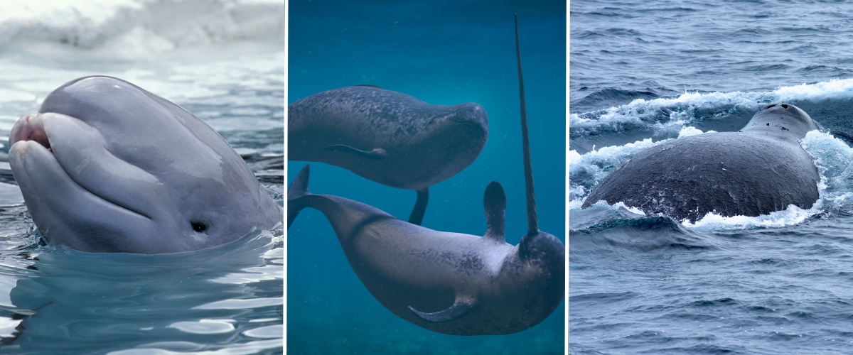 Beluga whale, narwhal whale, and bowhead whale