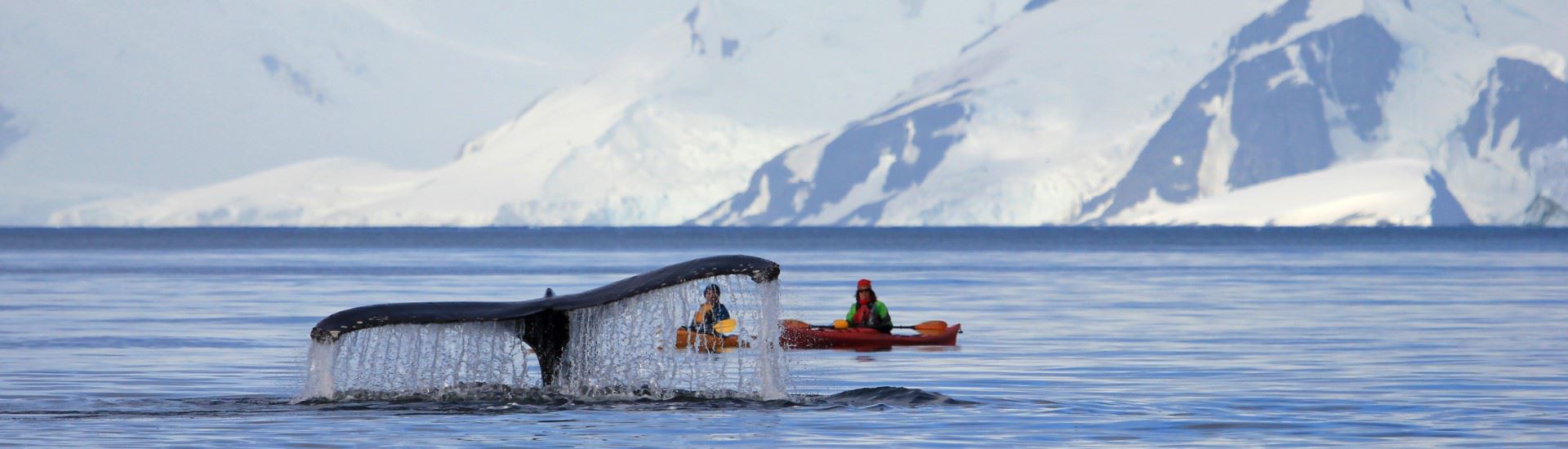 Antarctica - whale breaching kayak