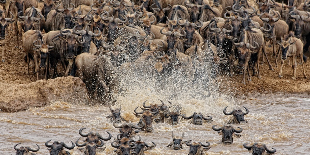 Wildebeests great migration Mara River Crossing in Masai Mara National Reserve, Kenya