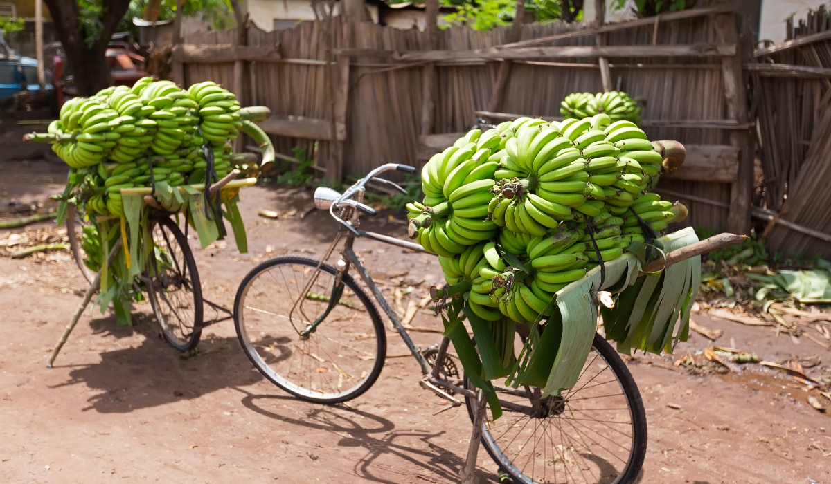 Bananas on bicycle in Mto wa Mbu village, Arusha, Tanzania