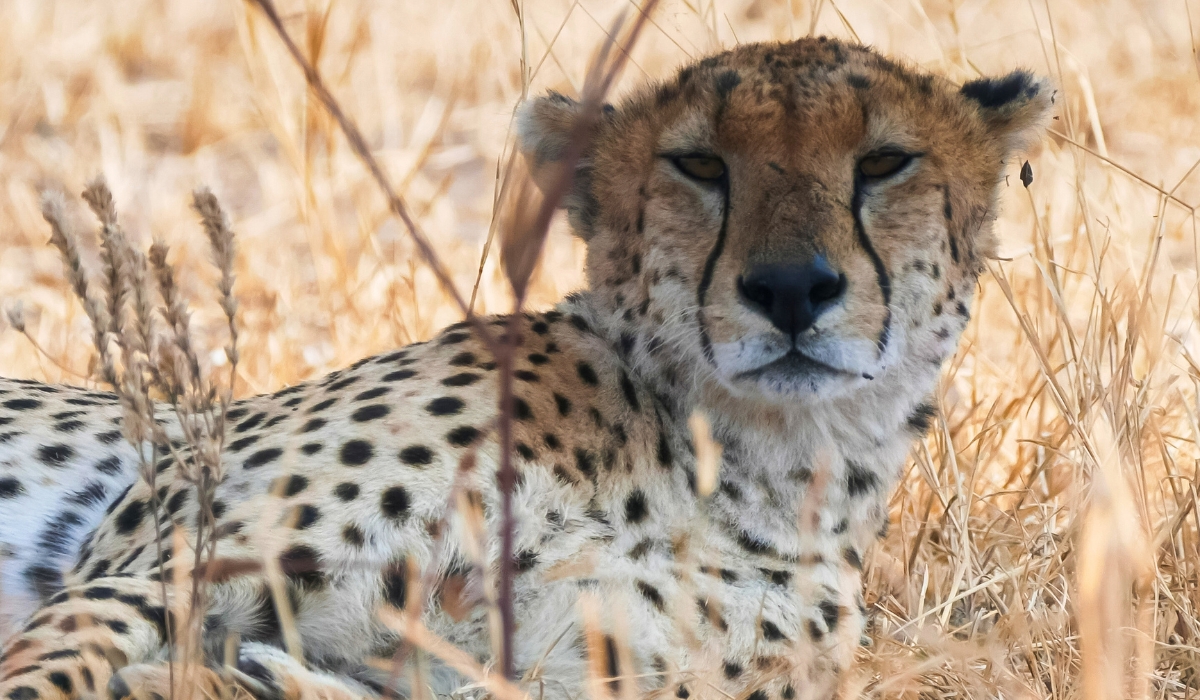 Cheetah laying in grass at Tarangire National Park, Tanzania
