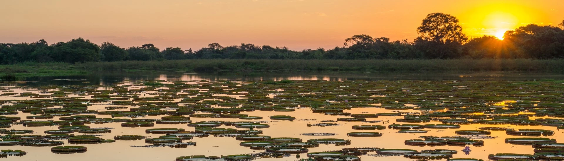 Pantanal, Brazil - Wetland Atlantic Rainforest