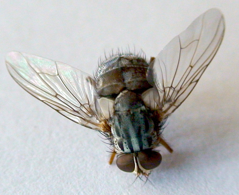Philornis downsi or avian vampire fly adult